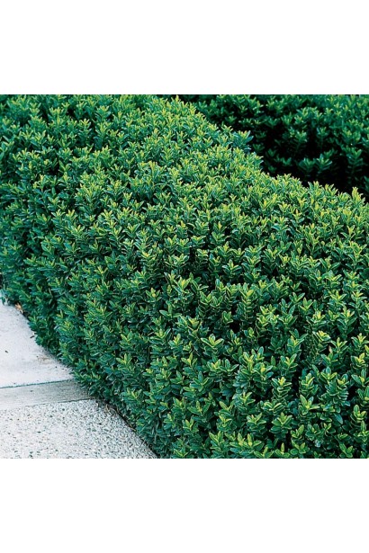 Зелений живопліт з Бруслини Грін Спайр 